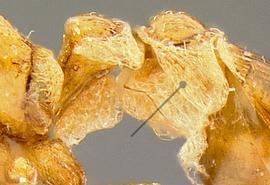 Lateral view of spongiform appendages, adult worker. Postpetiole with distinct spongiform.