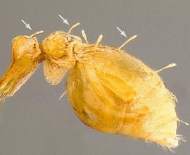 Lateral view of setae, adult worker. Hairs spatulate.