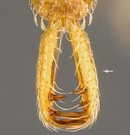 Dorsal view of mandibles, adult worker. Mandibles.