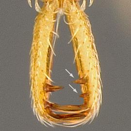 Dorsal view of mandibles, adult worker. Mandible with two pre-apical teeth.