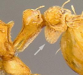 Lateral view of waist, adult worker. Spongiform attached to at least some portion of waist.