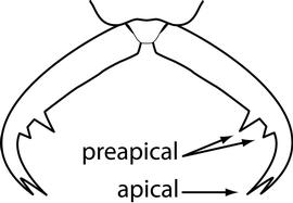 Close-up view of mandibles, adult worker. There are two teeth on the inner margin proximal to the apical fork. Used in Antkey to separate  Strumigenys rogeri  from all other  Strumigenys .