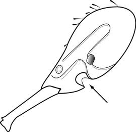 Lateral view of head, adult worker. The ventral margin of the head is marked by a distinct notch just anterior to the eyes. Used in Antkey to separate  Strumigenys rogeri  from  Strumigenys godeffroyi ,  Strumigenys lanuginosa ,  Strumigenys lewisi  and  Strumigenys silvestrii .