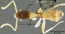 Dorsal view of body, entire, adult. Head distinctly darker than body and appendages.