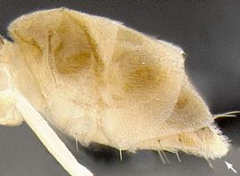 Lateral view of gaster, adult. Gaster armed with ventral slit.