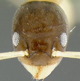 Anterior view of eye / ocellus, adult. Eyes do not break outline of head.