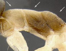 Lateral view of thorax / mesosoma, adult. Mesosoma dorsum lacking erect hairs.