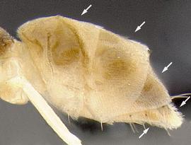 Lateral view of gaster, adult. Gaster with four dorsal plates.