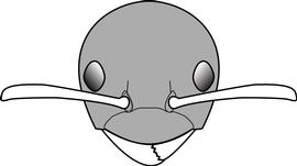 Anterior view of head, adult worker. The head is a dark brown that contrasts strongly with the pale yellowish body and appendages. Used in Antkey to separate  Tapinoma melanocephalum  from other species of  Dolichoderinae .