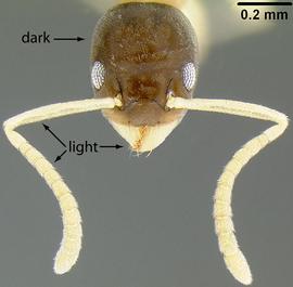 Anterior view of head, adult. Head distinctly darker than body and appendages.