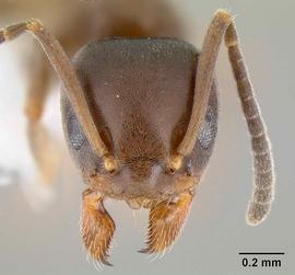 Anterior view of head, adult worker.  Photo by Michael Branstetter,  Antweb.org .