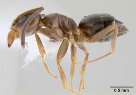 Lateral view of body, entire, adult worker.  Photo by Michael Branstetter,  Antweb.org .