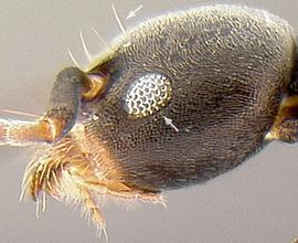 Lateral view of eye / ocellus, adult worker. Eyes relatively large.