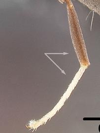 Lateral view of leg, adult worker. Tarsus of hind leg distinctly lighter than femur of hind leg.
