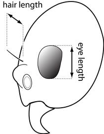 Lateral view of eye / ocellus, adult worker. Eye length is distinctly greater than length of cephalic hairs at same level on head. Used in Antkey to separate  Technomyrmex vitiensis  from  T. albipes .