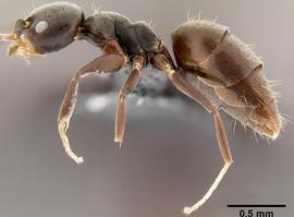 Lateral view of body, entire, adult worker.