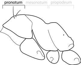 Lateral view of pronotum, adult worker. Pronotum with two pair of erect hairs that differ from the appressed pilosity. Separates  Technomyrmex albipes  and some specimens of  T. pallipes  from  T. vitiensis  and  T. difficilis .