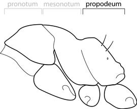 Lateral view of propodeum, adult worker. Propodeal declivity has two pairs of erect hairs. Separates  Technomyrmex albipes, T. difficilis  and some specimens of  T. pallipes  from  T. vitiensis .