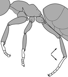 Lateral view of leg, adult worker. The metatarsus is pale in color and contrasts sharply with the darker brown hind tibia and femur. Separates  Technomyrmex albipes  ,  T. difficilis  and  T. vitiensis  from  T. pallipes .