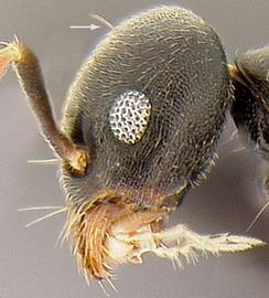 Lateral view of head, adult. Note eyes and cephalic hairs (arrow).