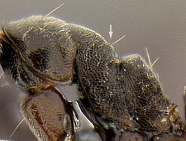 Lateral view of thorax / mesosoma, adult worker. Mesonotum hairs.