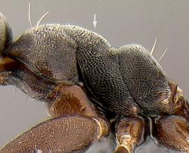 Lateral view of thorax / mesosoma, adult worker. Mesonotal hairs absent.