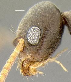 Lateral view of head, adult worker. Cephalic hairs absent.