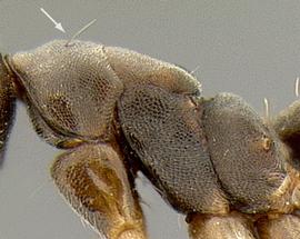 Lateral view of thorax / mesosoma, adult worker. Pronotum with one pair of hairs.
