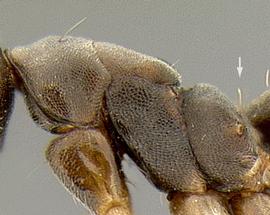 Lateral view of thorax / mesosoma, adult worker. Propodeum with one pair of hairs.