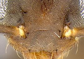 Close-up view of antenna, adult worker. Antennal socket to clypeal margin distinctly less than minimum scape width.