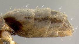 Lateral view of gaster, adult worker. Gaster with five dorsal plates.