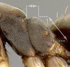Lateral view of propodeum, adult worker. Propodeum with dorsal surface distinctly shorter than posterior face.
