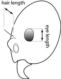 Lateral view of eye / ocellus, adult worker. The eye length is not distinctly greater than length of cephalic hairs at same level on head. Used in Antkey to separate  Technomyrmex albipes  from  Technomyrmex vitiensis .