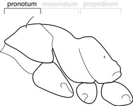 Lateral view of pronotum, adult worker. Pronotum with one pair of erect hairs that differ from the appressed pilosity. Separates  Technomyrmex difficilis ,  T. vitiensis , and  T. pallipes  from  T. albipes . However, these hairs can be easily rubbed off prior to examination.