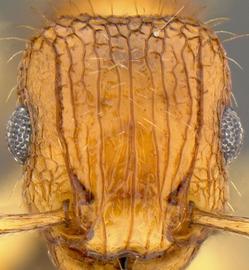 Anterior view of head, adult worker. Cephalic dorsum with short lateral rugae intersecting longer longitudinal rugae.