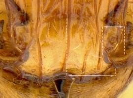 Close-up view of frontal carina, adult worker. Frontal lobes relatively far apart so that the posteromedian portion of the clypeus, where it projects between the frontal lobes, is much broader than one of the lobes.
