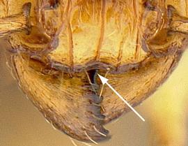 Close-up view of clypeus, adult worker. Anterior clypeal margin with median notch.