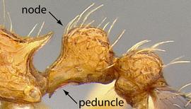 Lateral view of petiole, adult worker. Petiolar node and peduncle.