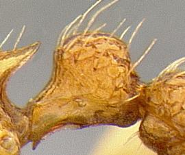 Lateral view of petiole, adult worker. Petiolar node square-shaped.