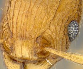Close-up view of antenna, adult worker. Antennal insertion surrounded by a raised sharp ridge.