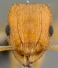 Anterior view of head, adult worker.