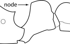 Lateral view of petiole, adult worker. Petiolar node is relatively thin in profile. Separates  Tetramorium caldarium  from  T. simillimum . However, the character, as it is presently defined, is ambiguous.