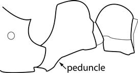 Lateral view of petiole, adult worker. Petiolar peduncle is relatively thin in profile. Separates  Tetramorium caldarium  from  T. simillimum . However, the character, as it is presently defined, is ambiguous.
