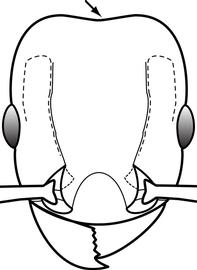 Anterior view of head, adult worker. Posterior margin of the head is weakly impressed medially. Separates  Tetramorium caldarium  from  T. simillimum . However, this character is based on examination of limited material.