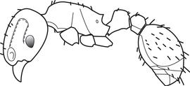 Lateral view of body, surface characters, adult worker. Erect hairs are sparse, short and stubby, and never bifid. Used in Antkey to separate  Tetramorium caldarium  and  T. simillimum  from other congeners.