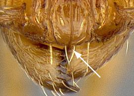Close-up view of clypeus, adult worker. Anterior clypeal margin lacking median notch.