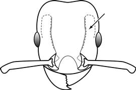 Anterior view of head, adult worker. Separates  Tetramorium simillimum  from  T. caldarium , but can be difficult to observe. In the latter species, the antennal scrobe is weakly impressed, and the frontal carina does not remain a distinct outside border of the scrobe.