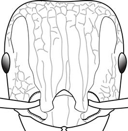 Anterior view of head, adult worker. Cephalic dorsum with short lateral rugae intersecting longer longitudinal rugae. Separates all other  Tetramorium  species from  T. caespitum_cf  and  T. tsushimae .