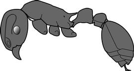 Lateral view of body, surface characters, adult worker. Entire body is uniformly dark brown to black. Separates  Tetramorium lanuginosum ,  T. caespitum_cf ,  T. pacificum  and  T. tsushimae  from all other congeners.