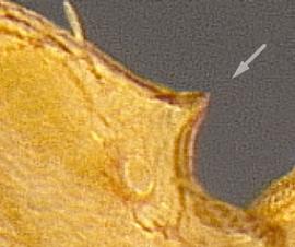 Close-up view of propodeum, adult worker. Propodeal spines short.